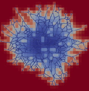 Hybrid simulation of fungal mycelium growth